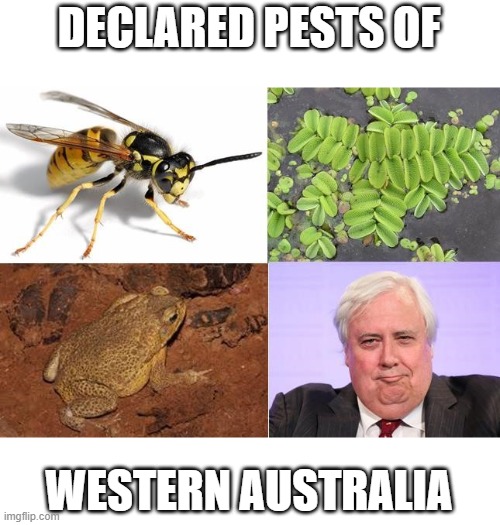 Declared Pests of WA | DECLARED PESTS OF; WESTERN AUSTRALIA | image tagged in clive palmer,cane toad,funny memes | made w/ Imgflip meme maker