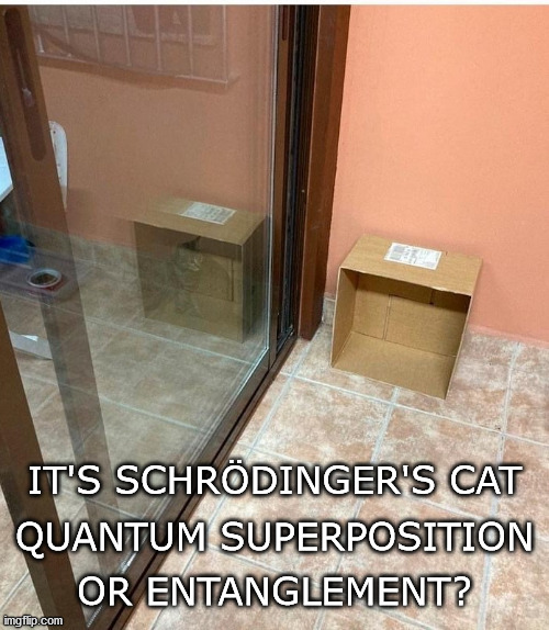 Schrodinger's Cat | IT'S SCHRÖDINGER'S CAT; QUANTUM SUPERPOSITION; OR ENTANGLEMENT? | image tagged in cat,quantum,haiku,schrodinger | made w/ Imgflip meme maker