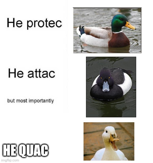 He protec he attac but most importantly |  HE QUAC | image tagged in he protec he attac but most importantly | made w/ Imgflip meme maker