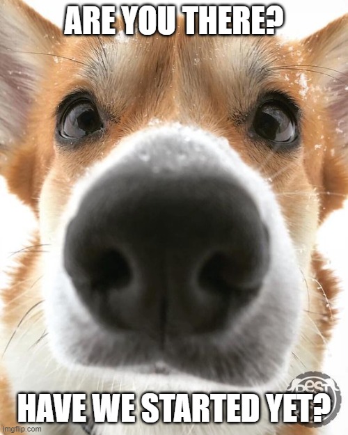 Dog close up | ARE YOU THERE? HAVE WE STARTED YET? | image tagged in dog,close up,virtual meeting,funny | made w/ Imgflip meme maker