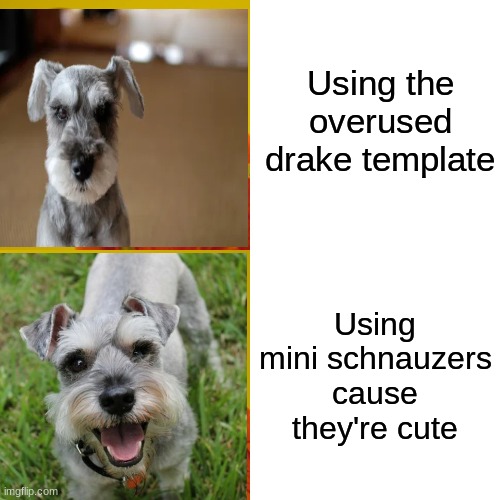 mini schnauzer | Using the overused drake template; Using mini schnauzers cause they're cute | image tagged in memes,drake hotline bling | made w/ Imgflip meme maker