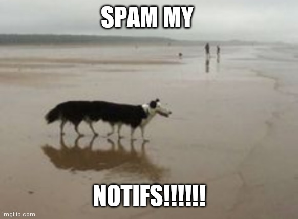 Spam them | SPAM MY; NOTIFS!!!!!! | image tagged in spam,notifications,dogs | made w/ Imgflip meme maker