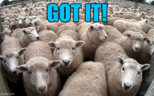 sheeple | GOT IT! | image tagged in sheeple | made w/ Imgflip meme maker