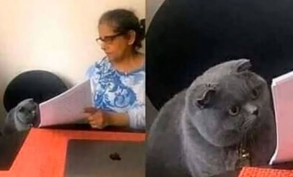 High Quality Cat Interview Blank Meme Template