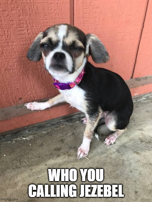 Grumpy Dog | WHO YOU CALLING JEZEBEL | image tagged in grumpy dog | made w/ Imgflip meme maker