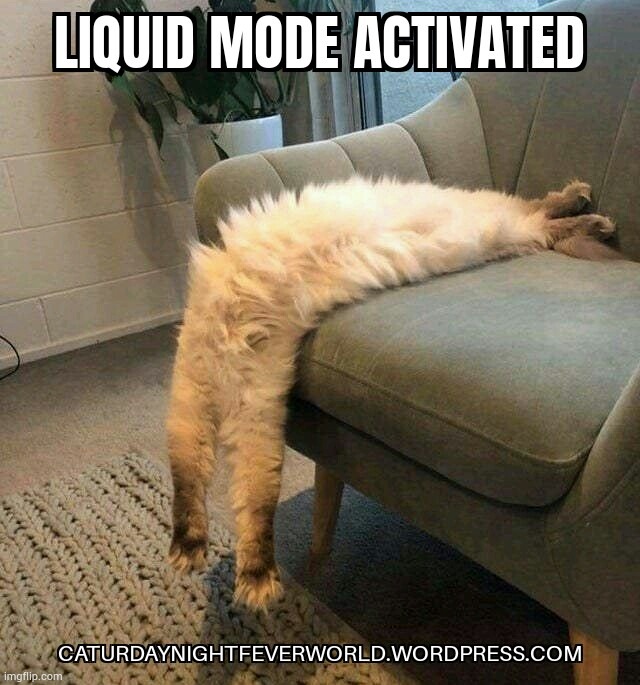 Cats are liquid meme | image tagged in cats,funny cats,funny cat memes,cat memes | made w/ Imgflip meme maker