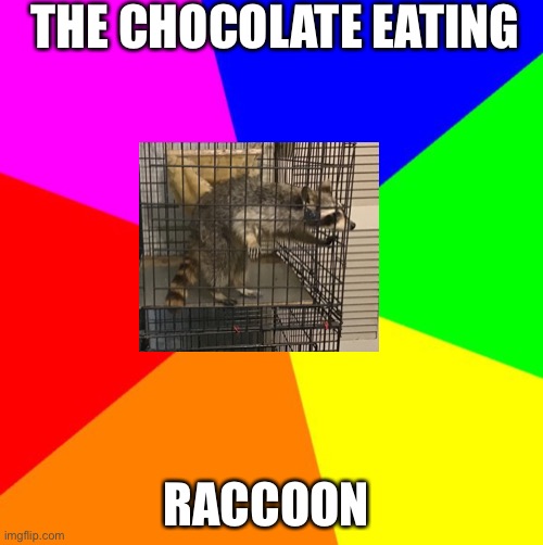 Mischief The Crazy Raccoon | THE CHOCOLATE EATING; RACCOON | image tagged in animals,funny memes,memes,raccoon | made w/ Imgflip meme maker
