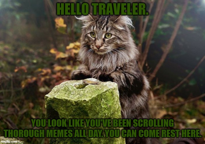 forest cat | HELLO TRAVELER. YOU LOOK LIKE YOU'VE BEEN SCROLLING THOROUGH MEMES ALL DAY. YOU CAN COME REST HERE. | image tagged in forest cat | made w/ Imgflip meme maker