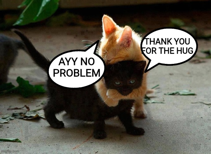 kitten hug | THANK YOU FOR THE HUG AYY NO PROBLEM | image tagged in kitten hug | made w/ Imgflip meme maker