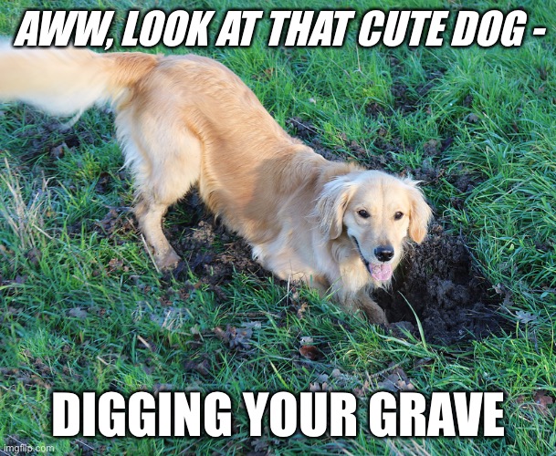 Cute Dog - Grave Digger | AWW, LOOK AT THAT CUTE DOG -; DIGGING YOUR GRAVE | image tagged in dog digging holes,dark humor,dog,grave,death,coronavirus | made w/ Imgflip meme maker