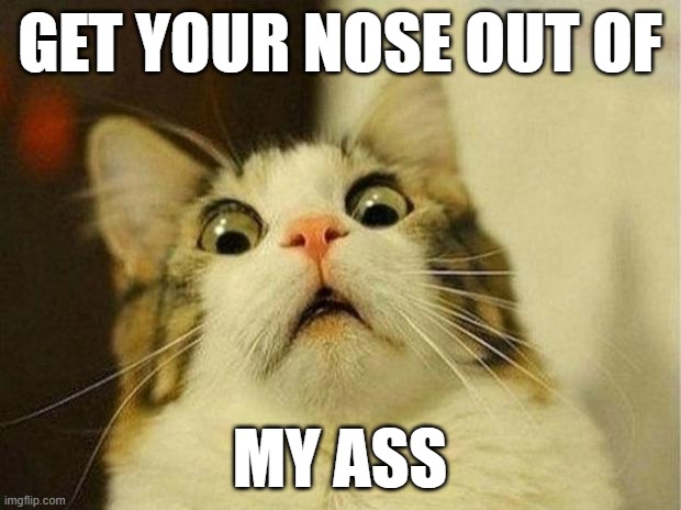 Scared Ass Cat | GET YOUR NOSE OUT OF; MY ASS | image tagged in memes,scared cat,funny cats | made w/ Imgflip meme maker