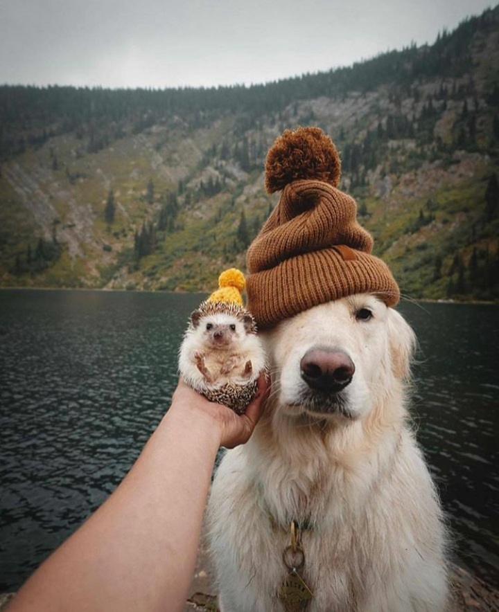 Hedgehog and Dog Blank Meme Template