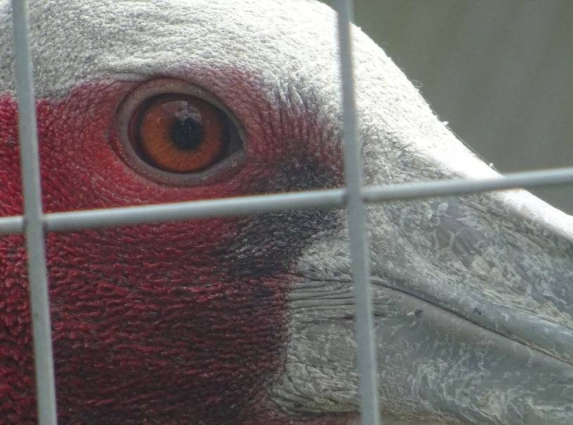 Sarus Crane Blank Meme Template