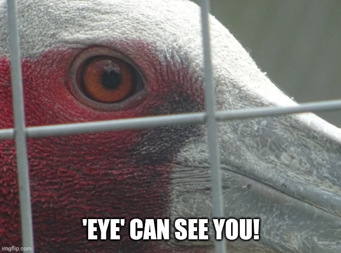 Sarus Crane | 'EYE' CAN SEE YOU! | image tagged in sarus crane | made w/ Imgflip meme maker