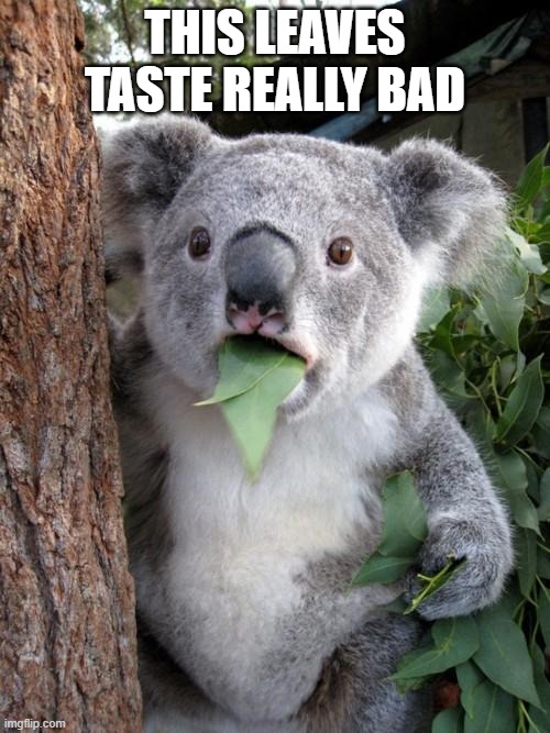 choosy koala | THIS LEAVES TASTE REALLY BAD | image tagged in memes,surprised koala | made w/ Imgflip meme maker