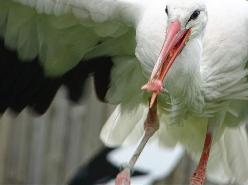 Eurasian White Stork Blank Meme Template