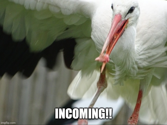 Eurasian White Stork | INCOMING!! | image tagged in eurasian white stork | made w/ Imgflip meme maker