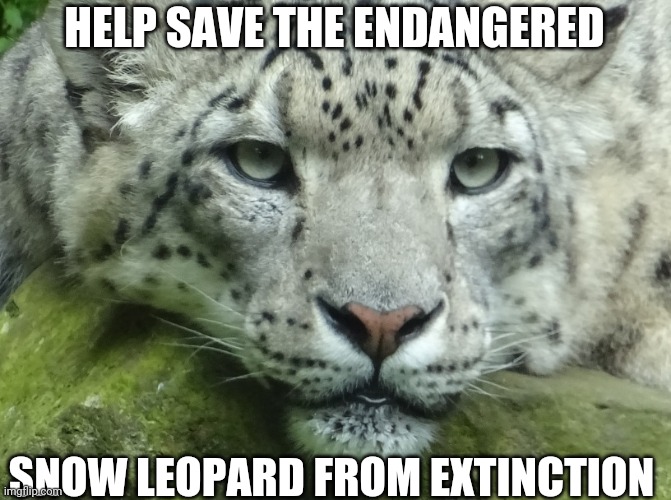Snow Leopard | HELP SAVE THE ENDANGERED; SNOW LEOPARD FROM EXTINCTION | image tagged in snow leopard | made w/ Imgflip meme maker