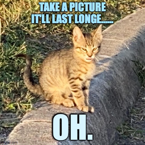 Take a picture | TAKE A PICTURE IT'LL LAST LONGE...... OH. | image tagged in the fu kitten | made w/ Imgflip meme maker