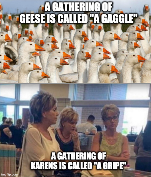VOKABULARY | A GATHERING OF GEESE IS CALLED "A GAGGLE"; A GATHERING OF KARENS IS CALLED "A GRIPE" | image tagged in karen,karens | made w/ Imgflip meme maker