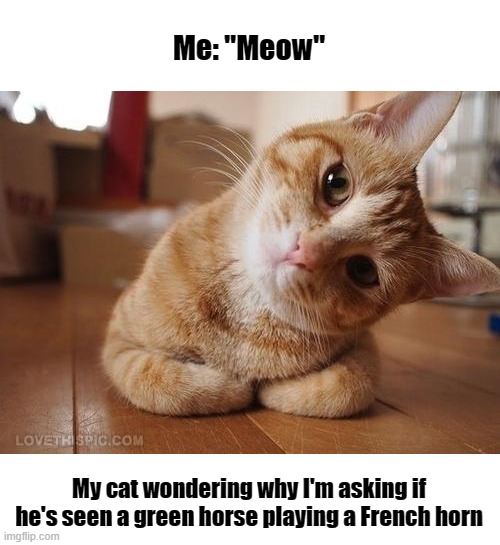 Curious Question Cat | Me: "Meow"; My cat wondering why I'm asking if he's seen a green horse playing a French horn | image tagged in curious question cat,cats,question,language | made w/ Imgflip meme maker