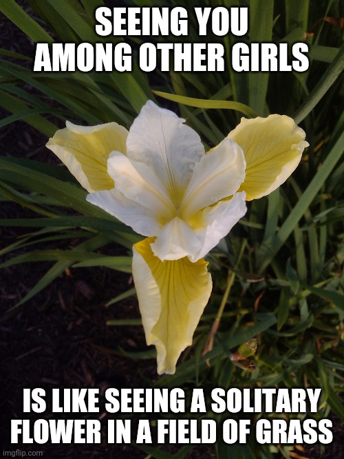 Flower | SEEING YOU AMONG OTHER GIRLS; IS LIKE SEEING A SOLITARY FLOWER IN A FIELD OF GRASS | image tagged in flower | made w/ Imgflip meme maker