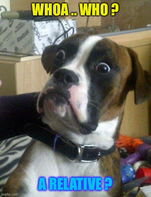 Blankie the Shocked Dog | WHOA .. WHO ? A RELATIVE ? | image tagged in blankie the shocked dog | made w/ Imgflip meme maker