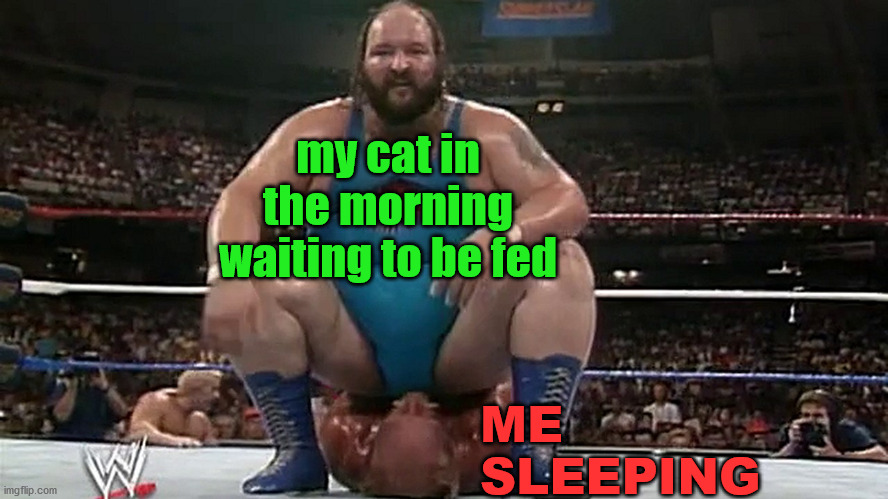 Feed me dad! | my cat in the morning waiting to be fed; ME
SLEEPING | image tagged in cats,feed me | made w/ Imgflip meme maker