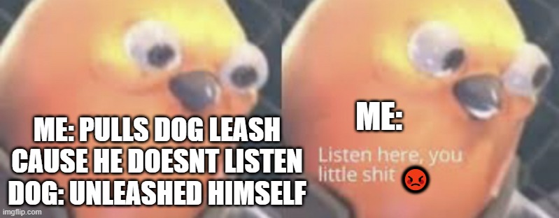 my dog loves to do this REEEEEE | ME:; ME: PULLS DOG LEASH CAUSE HE DOESNT LISTEN
DOG: UNLEASHED HIMSELF; 😡 | image tagged in listen here you little shit bird | made w/ Imgflip meme maker