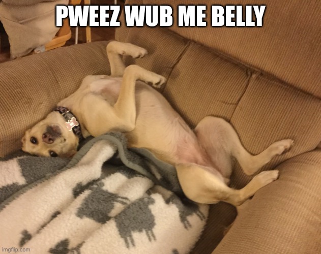 Puppy wants more belly rubs | PWEEZ WUB ME BELLY | image tagged in dog,memes,belly rubs | made w/ Imgflip meme maker