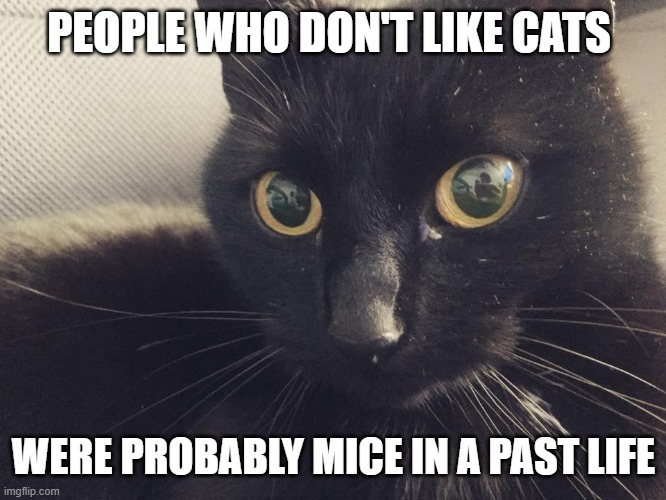 People Who Don't Like Cats | PEOPLE WHO DON'T LIKE CATS; WERE PROBABLY MICE IN A PAST LIFE | image tagged in cats | made w/ Imgflip meme maker