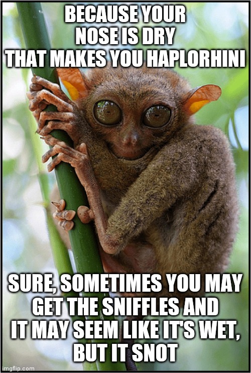If your nose is dry, you're haplorhini. |  BECAUSE YOUR NOSE IS DRY
THAT MAKES YOU HAPLORHINI; SURE, SOMETIMES YOU MAY
GET THE SNIFFLES AND
IT MAY SEEM LIKE IT'S WET,
BUT IT SNOT | image tagged in haplorhini,primates,monkey,human,nose | made w/ Imgflip meme maker
