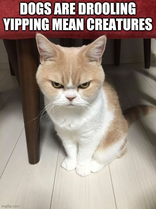 cat angry | DOGS ARE DROOLING YIPPING MEAN CREATURES | image tagged in cat angry | made w/ Imgflip meme maker