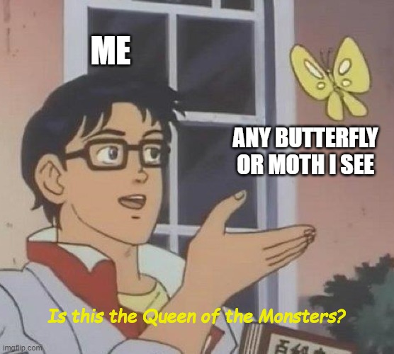 Is This A Pigeon Meme | ME; ANY BUTTERFLY OR MOTH I SEE; Is this the Queen of the Monsters? | image tagged in memes,is this a pigeon,godzilla,mothra | made w/ Imgflip meme maker