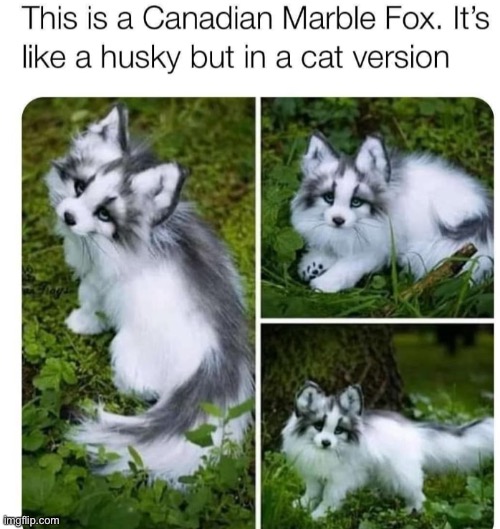 pls get me this | image tagged in dog,cat,adorable,invest,i need it | made w/ Imgflip meme maker