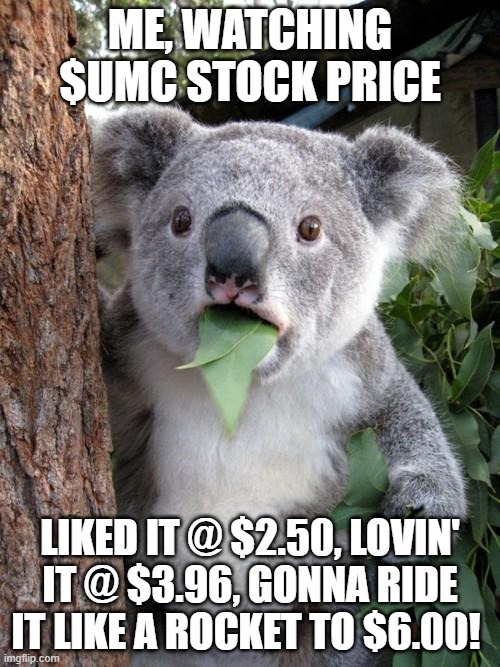 Stock Watch | ME, WATCHING $UMC STOCK PRICE; LIKED IT @ $2.50, LOVIN' IT @ $3.96, GONNA RIDE IT LIKE A ROCKET TO $6.00! | image tagged in memes,surprised koala | made w/ Imgflip meme maker