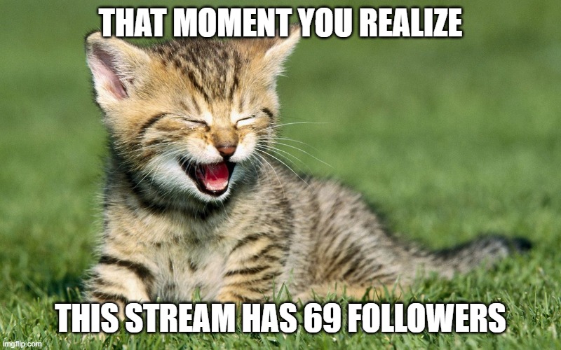 laughing cat | THAT MOMENT YOU REALIZE; THIS STREAM HAS 69 FOLLOWERS | image tagged in laughing cat,69,nice | made w/ Imgflip meme maker