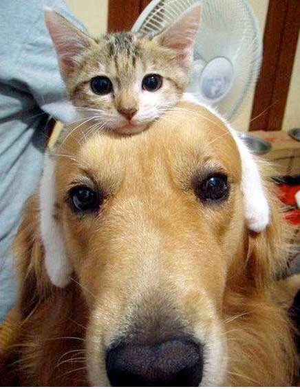 Cat headband Blank Meme Template