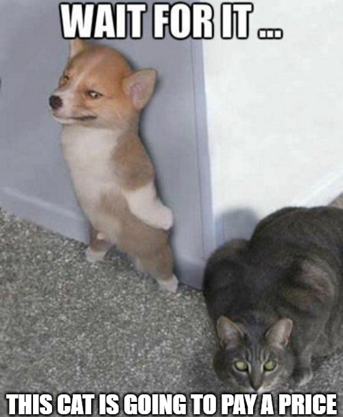 Dogs rule! | THIS CAT IS GOING TO PAY A PRICE | image tagged in cats,dogs,memes,fun,funny,2020 | made w/ Imgflip meme maker