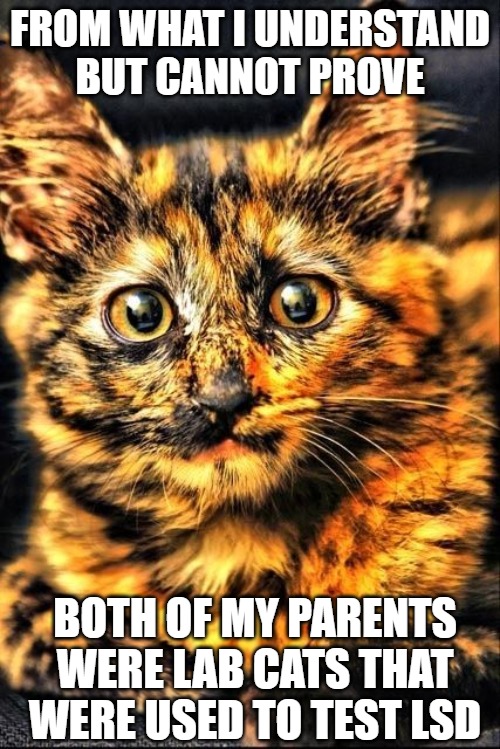 Lab tested | FROM WHAT I UNDERSTAND
BUT CANNOT PROVE; BOTH OF MY PARENTS WERE LAB CATS THAT WERE USED TO TEST LSD | image tagged in cats,lsd,memes,fun,funny,2020 | made w/ Imgflip meme maker