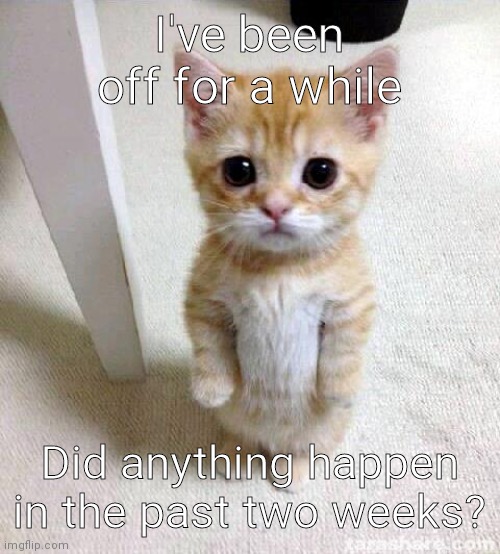Cute Cat Meme | I've been off for a while; Did anything happen in the past two weeks? | image tagged in memes,cute cat | made w/ Imgflip meme maker