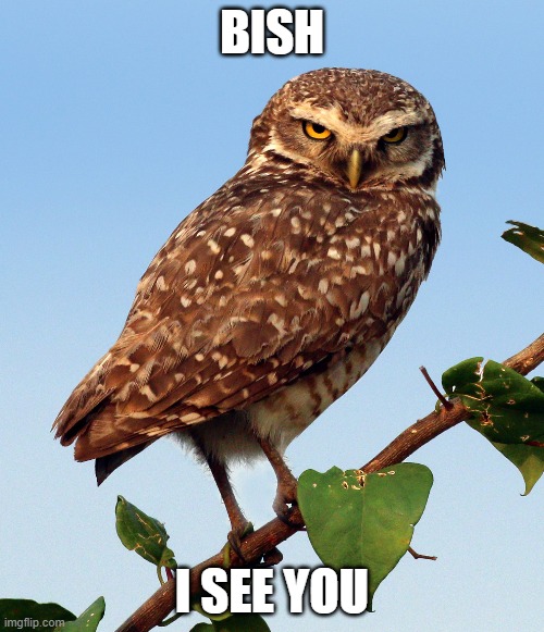 bish i see you owl | BISH; I SEE YOU | image tagged in owl,bish,bitch | made w/ Imgflip meme maker