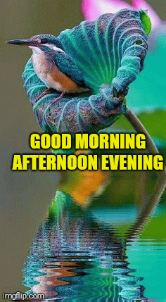Beautiful birds good morning afternoon evening | GOOD MORNING AFTERNOON EVENING | image tagged in gifs | made w/ Imgflip images-to-gif maker