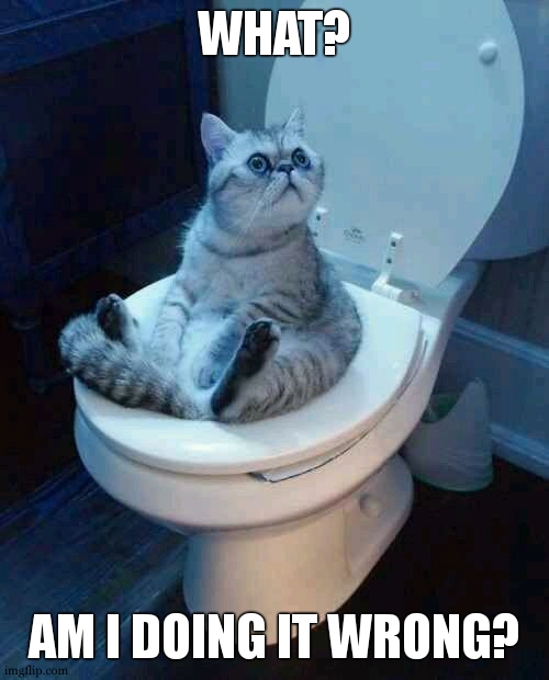 toilet cat | WHAT? AM I DOING IT WRONG? | image tagged in toilet cat,funny | made w/ Imgflip meme maker