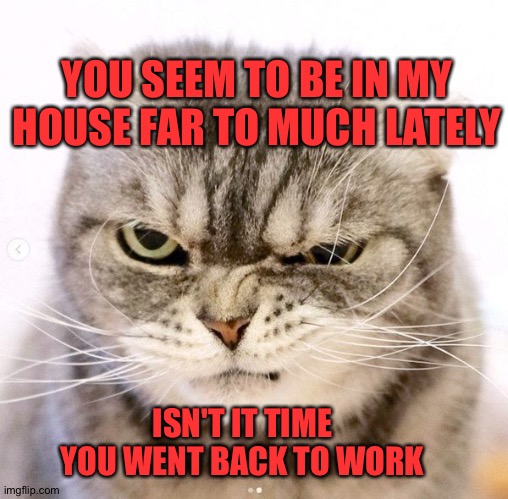 Angry cat |  YOU SEEM TO BE IN MY HOUSE FAR TO MUCH LATELY; ISN'T IT TIME YOU WENT BACK TO WORK | image tagged in the most interesting cat in the world | made w/ Imgflip meme maker