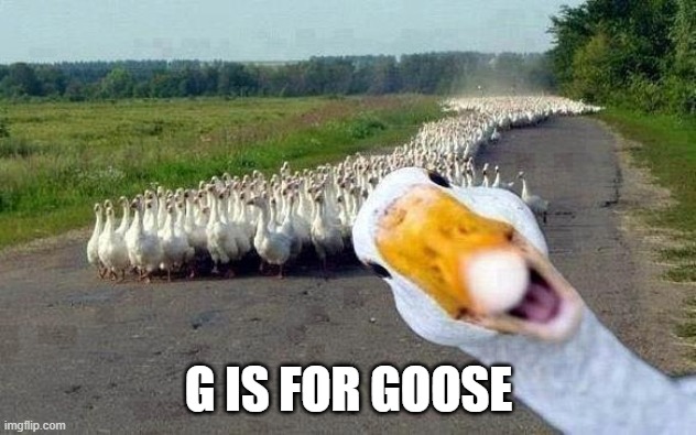 GOOSE | G IS FOR GOOSE | image tagged in goose | made w/ Imgflip meme maker