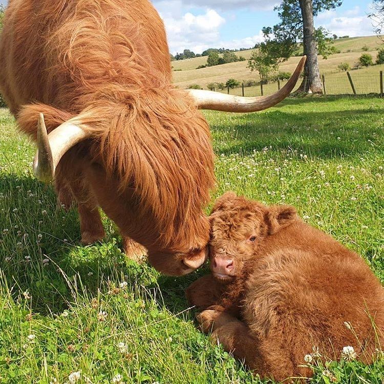 High Quality Highland cows Blank Meme Template