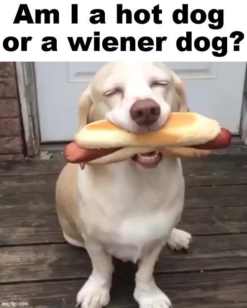 People want to know. | Am I a hot dog 
or a wiener dog? | image tagged in questions,hot dog,wiener,cute dog | made w/ Imgflip meme maker