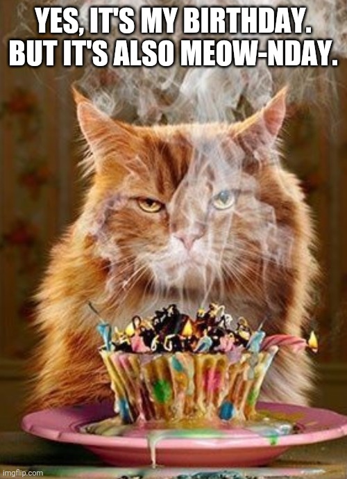 Monday birthday | YES, IT'S MY BIRTHDAY. BUT IT'S ALSO MEOW-NDAY. | image tagged in cats,birthday,monday,grumpy | made w/ Imgflip meme maker