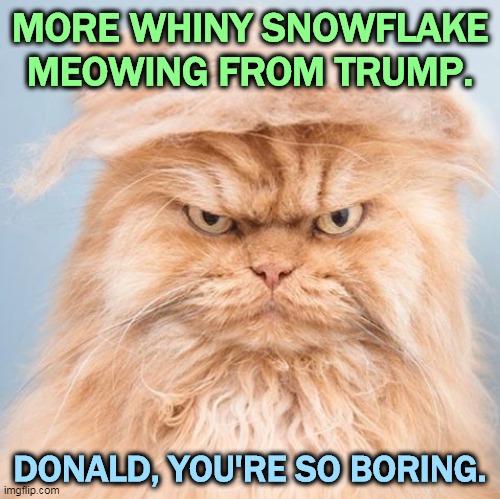 The Eternal Victim. | MORE WHINY SNOWFLAKE MEOWING FROM TRUMP. DONALD, YOU'RE SO BORING. | image tagged in trump,cat,whining,snowflake,boring,loser | made w/ Imgflip meme maker